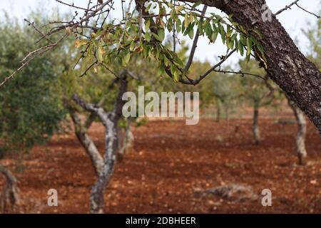 Ackerland mit Olivenbäumen, Apulien, Italien Stockfoto
