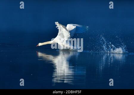 Männlicher stummer Schwan im Kampf in der oberlausitz Stockfoto