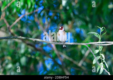 Europäischer Goldfink auf einem Baum auf der Suche nach Nahrung im Frühjahr Stockfoto