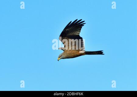 Schwarzer Drachen im Flug auf der Suche nach Nahrung Stockfoto