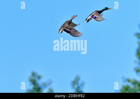 Mallard im Frühlingsflug über einen See Stockfoto