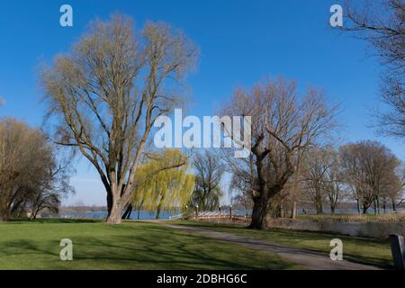 Blick auf die Skyline von Rotterdam aus dem Kralingse Bos gesehen Stockfoto