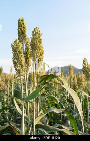 Close up Bereich der Sorghum oder Hirse ein wichtiges Getreide Stockfoto