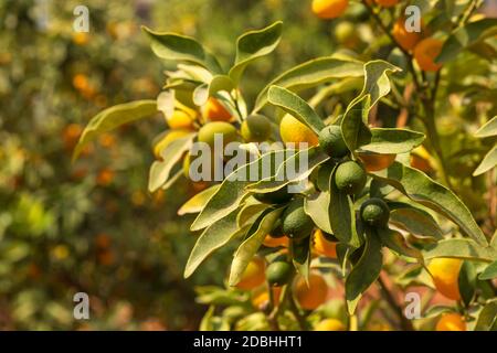 Reifende Früchte des Kumquat-Baumes in grünem Laub schließen sich Nach oben Stockfoto