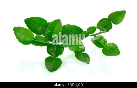 Zitrushystrix und grünes Blatt auf weißem Hintergrund. Stockfoto