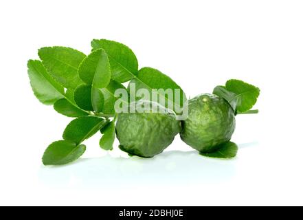 Zitrushystrix und grünes Blatt auf weißem Hintergrund. Stockfoto