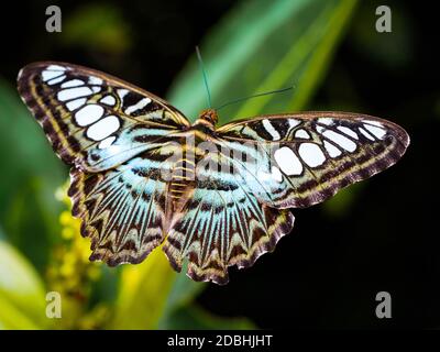 Schöne Schmetterling auf Euphorbiaceae Blumenpflanze. (Der Klipper Parthenos sylvia lilacinus) Stockfoto