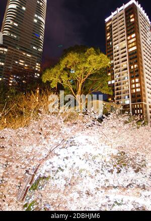 Roppongi 1-chome zu gehen, um Kirschblüten in der Nacht zu sehen Stockfoto