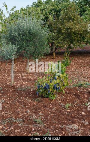 Ackerland mit Obstbäumen und Weinbergen, Apulien, Italien Stockfoto