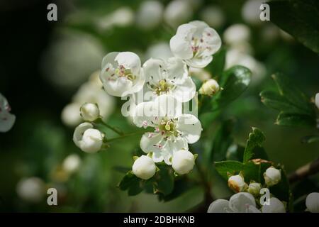 Blüten eines einspurigen Weißdorns (Crataegus monogyna) im Frühjahr Stockfoto