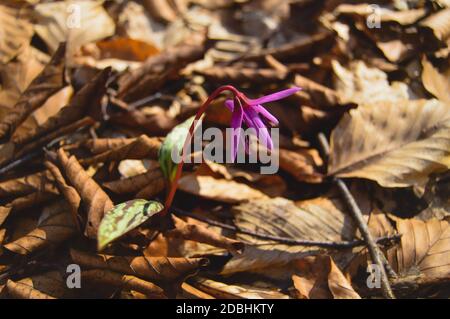 Hundszahn violett oder die Hunde zahnviolett, spät- oder Frühfrühlingspflanze in Lilienfamilie mit Fliederblüte und eifem oder lanzetem Blatt, weiße Birne, Stockfoto