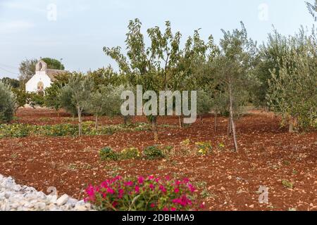 Ackerland mit Obstbäumen, Apulien, Italien Stockfoto