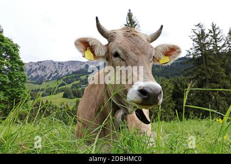 Ein hübsches braunes Vieh mit Hörnern und Glocke liegt entspannt auf einer Wiese in den Bergen Stockfoto
