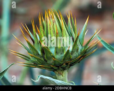 Nahaufnahme einer grünen Knospe mit orangefarbenen Stacheln des Cardoons oder Artischockendistels, Cynara cardunculus Stockfoto