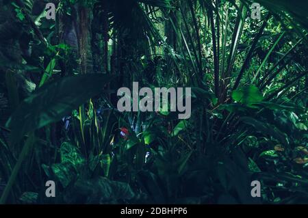Dichter tropischer Waldhintergrund mit üppigem Laub und tropischen Pflanzen Stockfoto