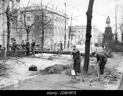 Im Jahr 1935 wurden in einem Abschnitt der Straße unter den Linden in der Nähe der Staatsbibliothek Berlin (links) alte Linden gefällt und entfernt, um neue Bäume zu Pflanzen. Mehrere Arbeiter halten ein Seil, um die Richtung des Sturzes einzustellen. Im Hintergrund die Humboldt-Universität (Mitte) und die Reiterstatue Friedrichs des Großen (rechts). Stockfoto