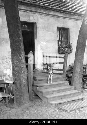 'Ein Hofhund wacht über die Treppe vor einem alten Bauernhaus (Baujahr 1826), dem ''Heidehof'', auf dem Grundstück in der Muellerstrasse 15/16 in Berlin. Foto aus dem Jahr 1933.' Stockfoto