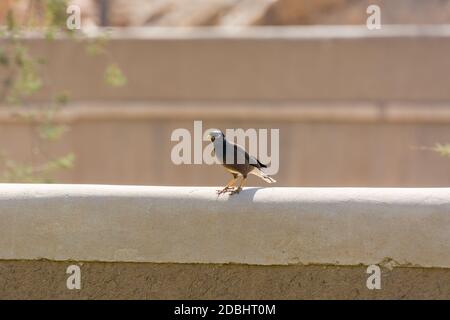 Bank Myna Vogel steht auf den Ruinen von Diraiyah Lehm Burg, auch als Dereyeh und Dariyya, eine Stadt in Riad, Saudi-Arabien Stockfoto