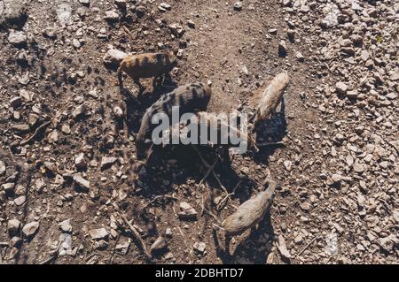 Blick von oben auf Echolot der Wildschweine (Sus scrofa) Wildschweine an sonnigen Tagen Stockfoto
