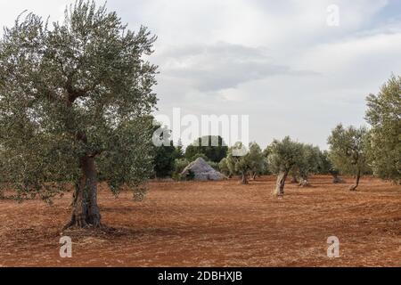 Olivenbäume und ein Trullo auf Ackerland, Apulien, Italien Stockfoto