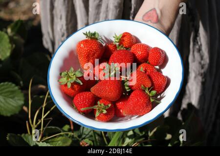 Nahaufnahme einer Frau mit einem Herz-Tattoo am Handgelenk, die eine Schale Erdbeeren aushält. Stockfoto