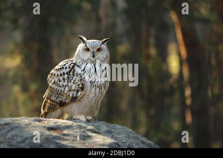 Eurasischen Uhu (Bubo bubo) ist eine der größten Eulenarten Stockfoto