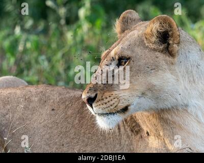 Eine Löwin (Panthera leo), Serengeti Nationalpark, Tansania, Ostafrika, Afrika Stockfoto