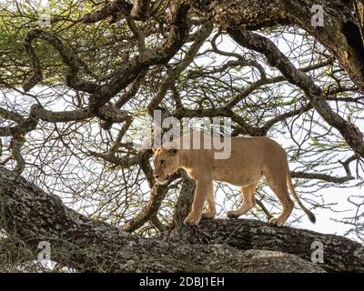 Eine Löwin (Panthera leo), in einem Baum im Serengeti Nationalpark, Tansania, Ostafrika, Afrika Stockfoto