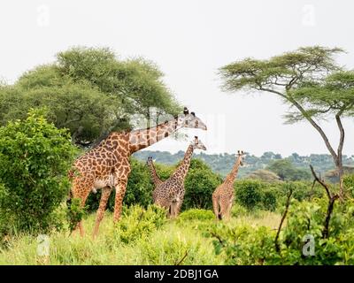 Erwachsene Masai Giraffen (Giraffa camelopardalis tippelskirchii) Fütterung im Tarangire Nationalpark, Tansania, Ostafrika, Afrika Stockfoto