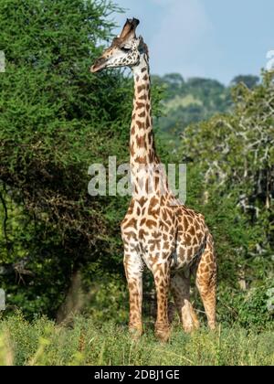 Erwachsene männliche Masai Giraffe (Giraffa camelopardalis tippelskirchii), Tarangire Nationalpark, Tansania, Ostafrika, Afrika Stockfoto