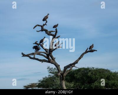 Afrikanische Weißrückengeier (Gyps africanus), Tarangire-Nationalpark, Tansania, Ostafrika, Afrika Stockfoto