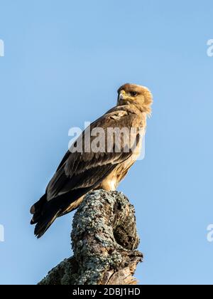 Ein erwachsener Waldadler (Aquila rapax), Serengeti Nationalpark, Tansania, Ostafrika, Afrika Stockfoto