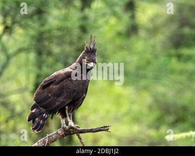 Ein ausgewachsener Langhaaradler (Lophaetus occipitalis), Serengeti Nationalpark, Tansania, Ostafrika, Afrika Stockfoto