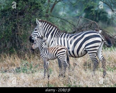 Zebra (Equus quagga), Mutter und hengst, Serengeti Nationalpark, Tansania, Ostafrika, Afrika Stockfoto