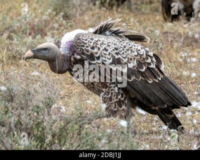 Ruppells Geier (Gyps rueppelli), auf dem Schlachtkörper eines flachen Zebras im Serengeti Nationalpark, Tansania, Ostafrika, Afrika Stockfoto