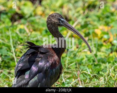 Hochglanz-Ibis für Erwachsene (Plegadis falcinellus), Lake Manyara National Park, Tansania, Ostafrika, Afrika Stockfoto