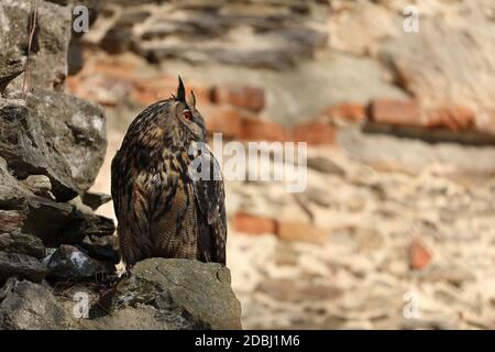 Einen großen braunen eared owl sitzt auf einer alten Steinmauer. Bubo bubo, aus der Nähe. Eurasischen Uhu Stockfoto