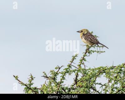 Ein erwachsener D'Arnaud's Barbet (Trachyphonus darnaudii), Serengeti Nationalpark, Tansania, Ostafrika, Afrika Stockfoto