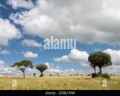 Akazienbaum und Kandelaber (Euphorbia candelabrum) im Tarangire Nationalpark, Tansania, Ostafrika, Afrika Stockfoto