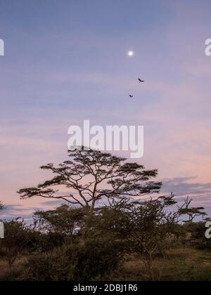 Sonnenaufgang über Akazienbäumen mit Vollmond im Serengeti Nationalpark, UNESCO Weltkulturerbe, Tansania, Ostafrika, Afrika Stockfoto