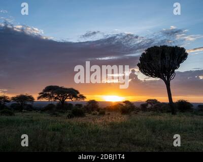 Kandelaber (Euphorbia candelabrum) bei Sonnenaufgang im Tarangire Nationalpark, Tansania, Ostafrika, Afrika Stockfoto