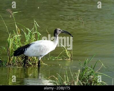 Ein erwachsener afrikanischer Heiliger Ibis (Threskiornis aethiopicus), Tarangire Nationalpark, Tansania, Ostafrika, Afrika Stockfoto