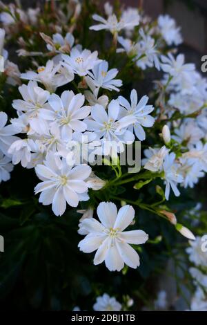 Lewisia cotyledon Stockfoto