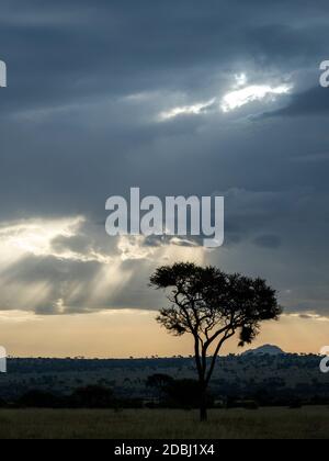 Sturmwolken und Gottesstrahlen im Tarangire Nationalpark, Tansania, Ostafrika, Afrika Stockfoto