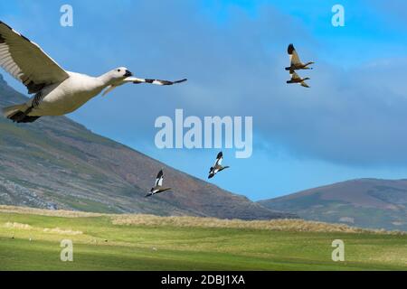 Flying Upland Geese (Chloephaga picta), Grave Cove, West Falkland Island, Falkland Islands, British Overseas Territory, Südamerika Stockfoto