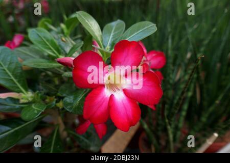 Adenium obesum Stockfoto