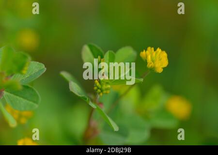 Trifolium dubium, das kleinere Trefoil mit verschwommenem Hintergrund Stockfoto