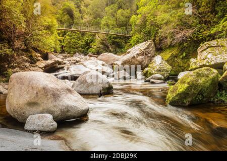 Hängebrücke über Wainui River, Wainui Falls Track, Golden Bay, Tasman, Südinsel, Neuseeland, Pazifik Stockfoto