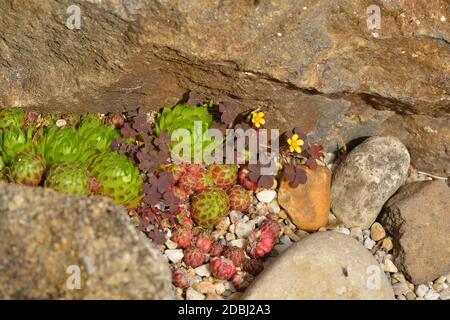 Oxalis corniculata, der schleichende Waldschnepfling, auch procumbent yellow-sorrel oder schlafende Schönheit und Sempervivum in einem Garten genannt Stockfoto