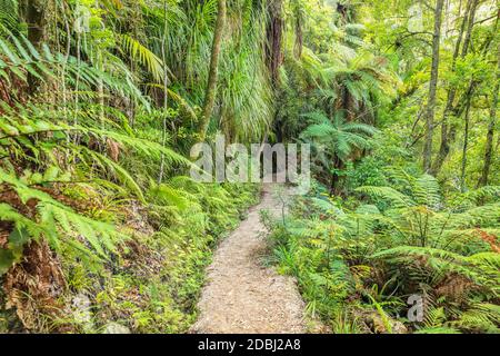 Wainui Falls Track, Golden Bay, Tasman, Südinsel, Neuseeland, Pazifik Stockfoto